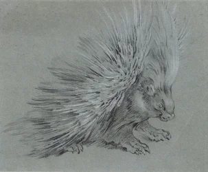 Stachelschwein